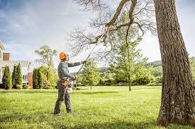 Bargaintown, NJ Tree Removal Services Company